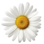 Chamomile